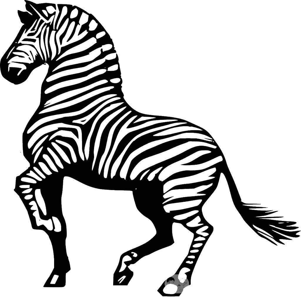 Coloring Striped Zebra. Category Zebra . Tags:  Zebra .