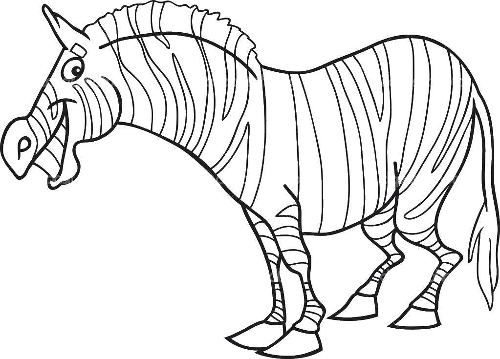 Название: Раскраска Полосатая зебра. Категория: зебра. Теги: зебра.