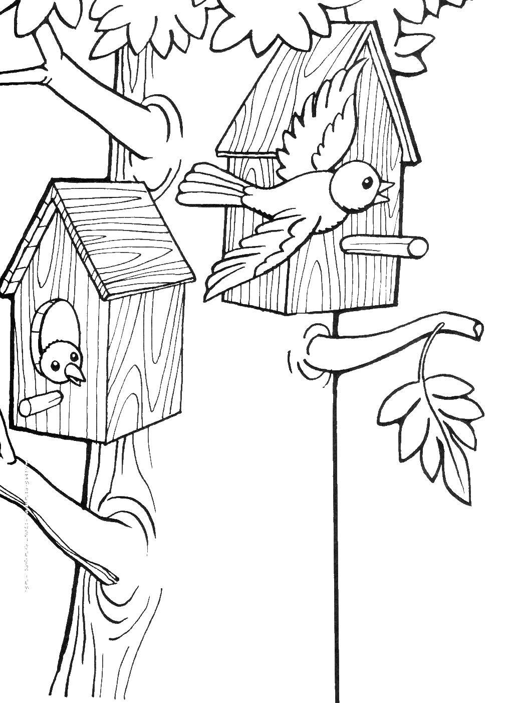 Coloring Birds in the birdhouses. Category birds. Tags:  birds, birds, tree, birdhouses.