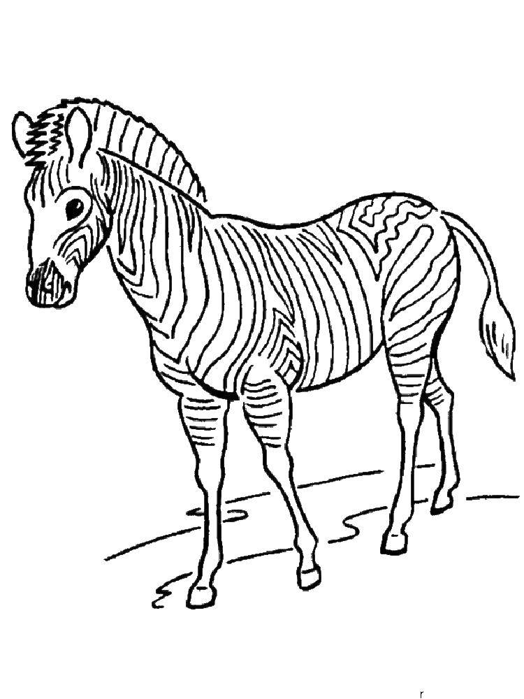 Coloring Zebra. Category Animals. Tags:  Zebra , strips, animal.