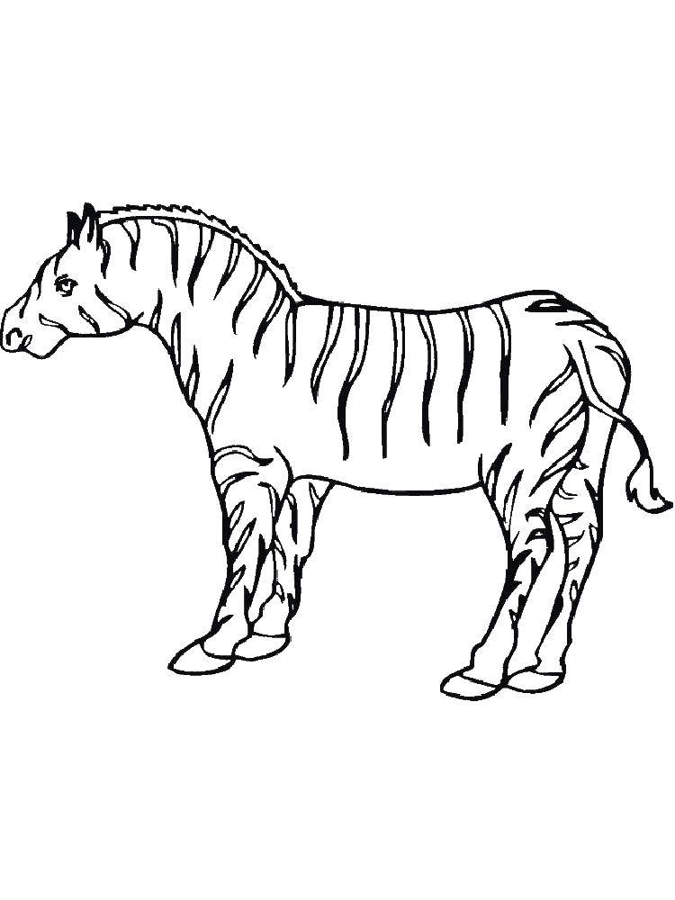 Coloring Zebra. Category Zebra . Tags:  Zebra .