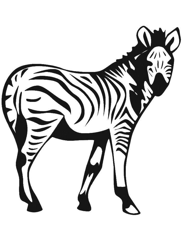 Название: Раскраска Зебра. Категория: зебра. Теги: зебра.