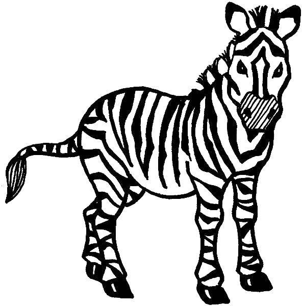 Название: Раскраска Зебра. Категория: зебра. Теги: зебра.