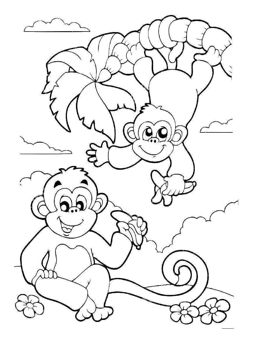 Розмальовки  Мавпи їдять банани. Завантажити розмальовку мавпа.  Роздрукувати ,мавпа,