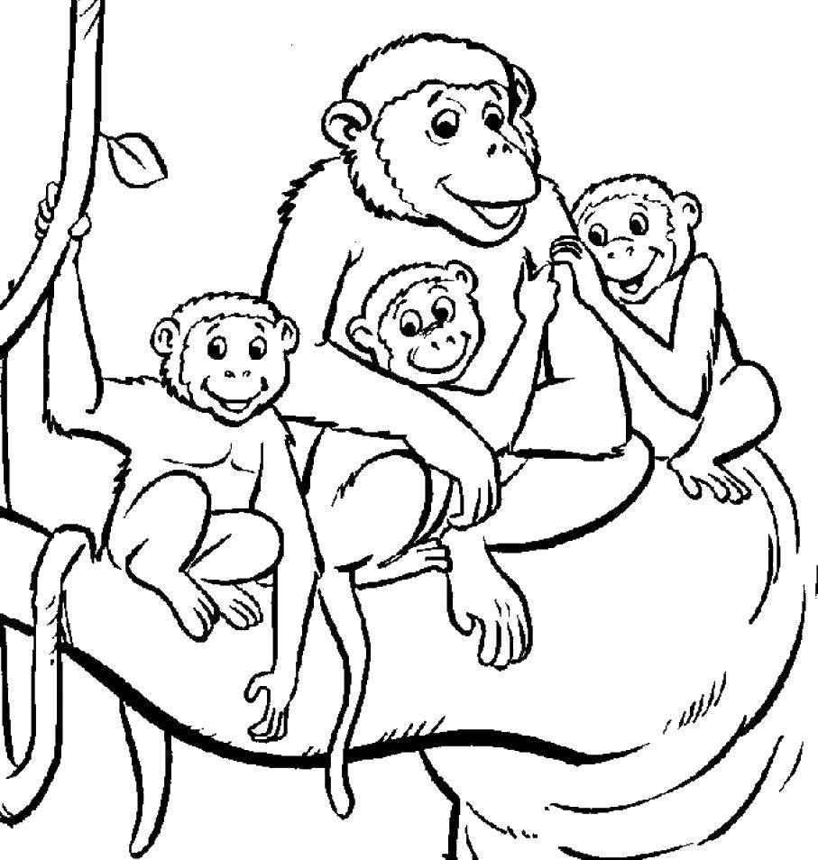 Розмальовки  Мавпи на дереві. Завантажити розмальовку мавпа.  Роздрукувати ,мавпа,