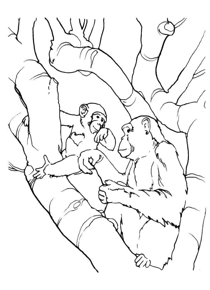 Розмальовки  Мавпи на дереві. Завантажити розмальовку мавпа, дерево.  Роздрукувати ,мавпа,