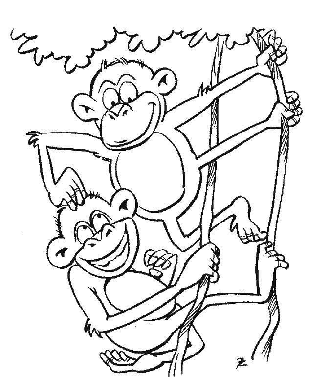 Розмальовки  Мавпи на дереві. Завантажити розмальовку мавпа, дерево.  Роздрукувати ,мавпа,