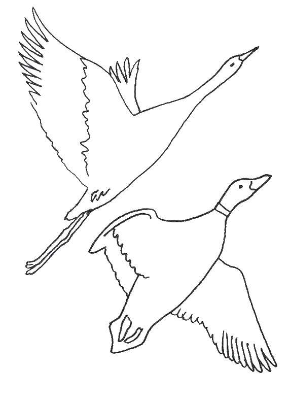 Coloring Geese. Category birds. Tags:  Geese.