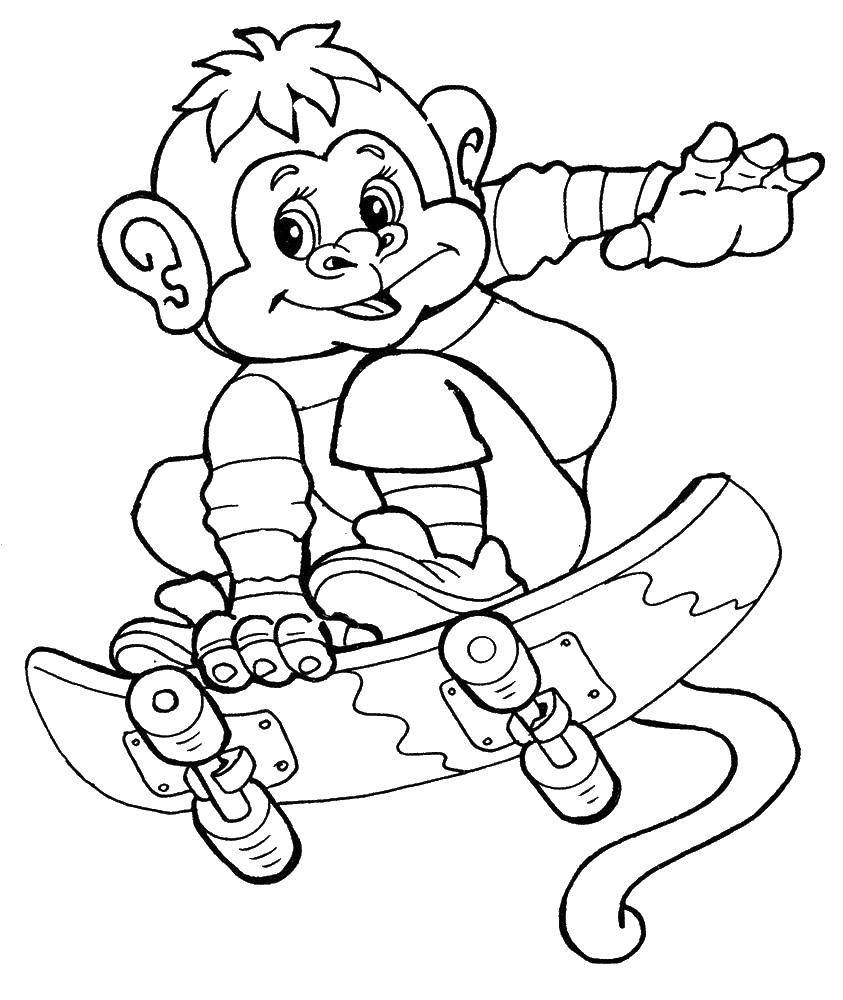 Название: Раскраска Обезьяна катается на скейтборде. Категория: обезьяна. Теги: обезьяна, скейтборд.