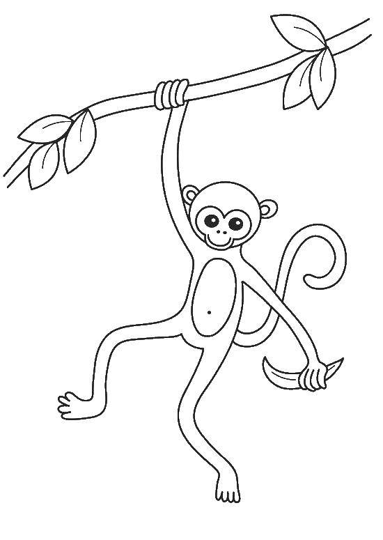 Название: Раскраска Обезьяна на лиане. Категория: обезьяна. Теги: обезьяна, банан.