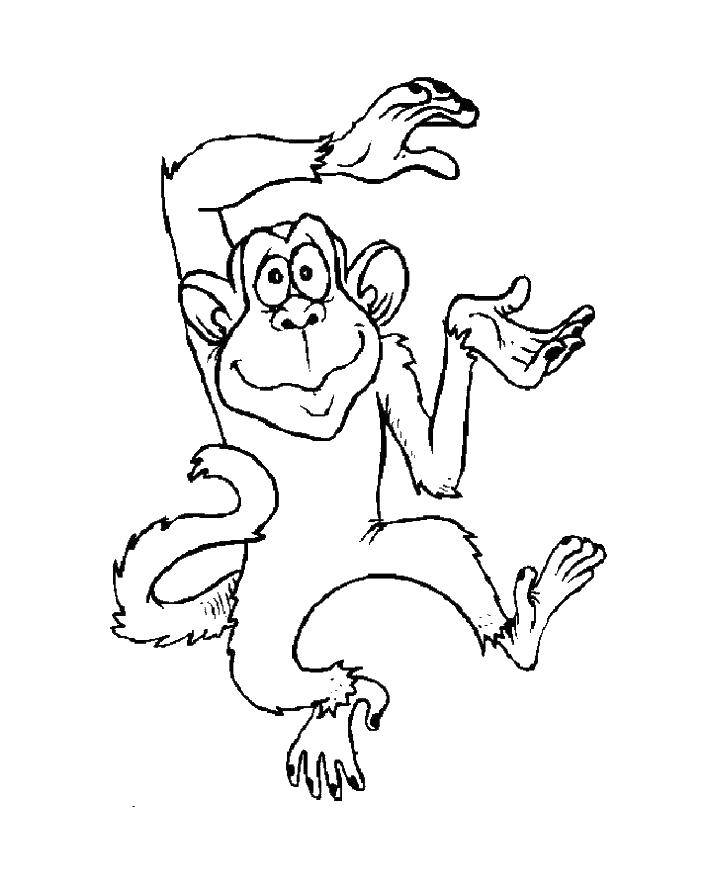 Coloring Monkey. Category APE. Tags:  APE.
