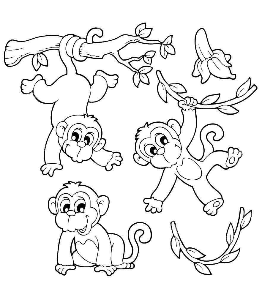 Coloring Monkeys on the Leana. Category APE. Tags:  the monkey, banana.