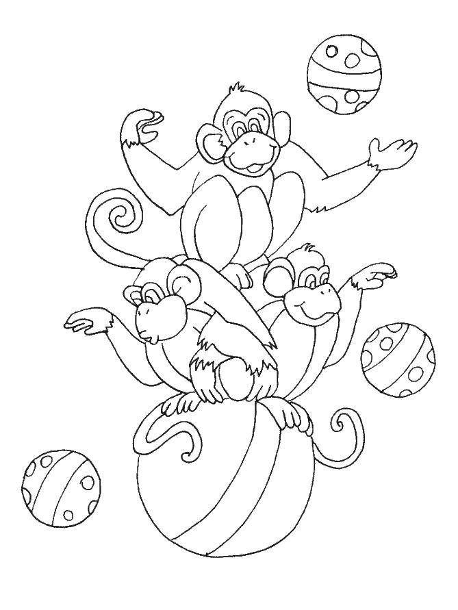 Название: Раскраска Цирковые обезьянки. Категория: Животные. Теги: животные, обезьяна, обезьянка, цирк.