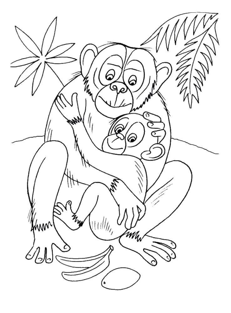 Розмальовки  Мавпи. Завантажити розмальовку тварини, мавпа, мавпа.  Роздрукувати ,Тварини,
