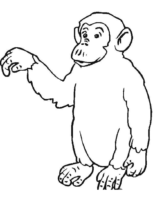 Название: Раскраска Большая обезьяна. Категория: обезьяна. Теги: обезьяна.