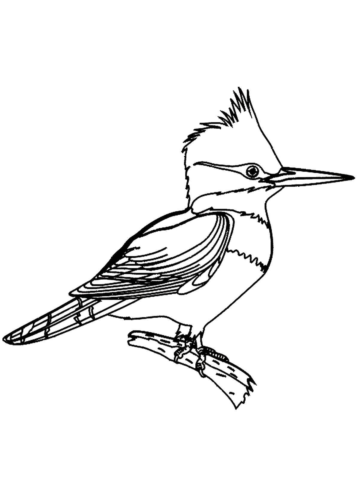 Coloring Woodpecker. Category birds. Tags:  woodpecker .