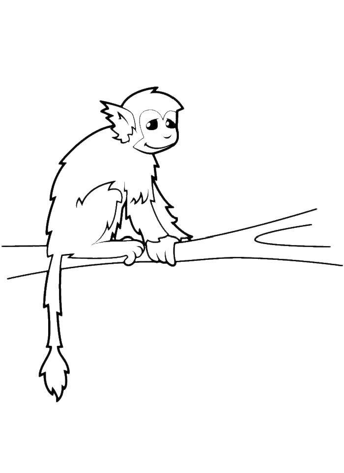 Название: Раскраска Маленькая обезьяна на дереве. Категория: обезьяна. Теги: обезьяна, дерево.