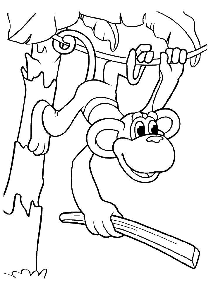 Название: Раскраска Обезьяна на лиане. Категория: обезьяна. Теги: обезьяна, лиана.