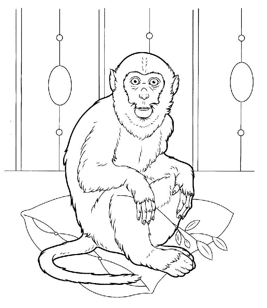 Coloring Monkey sitting on a pillow. Category APE. Tags:  monkey, cushion, tail.