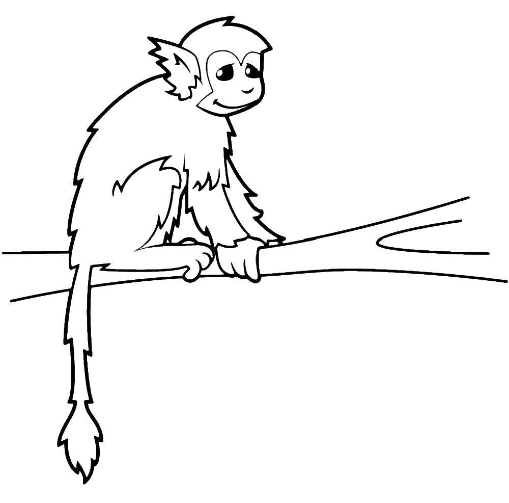 Название: Раскраска Обезьянка на дереве. Категория: обезьяна. Теги: животные, обезьяны.