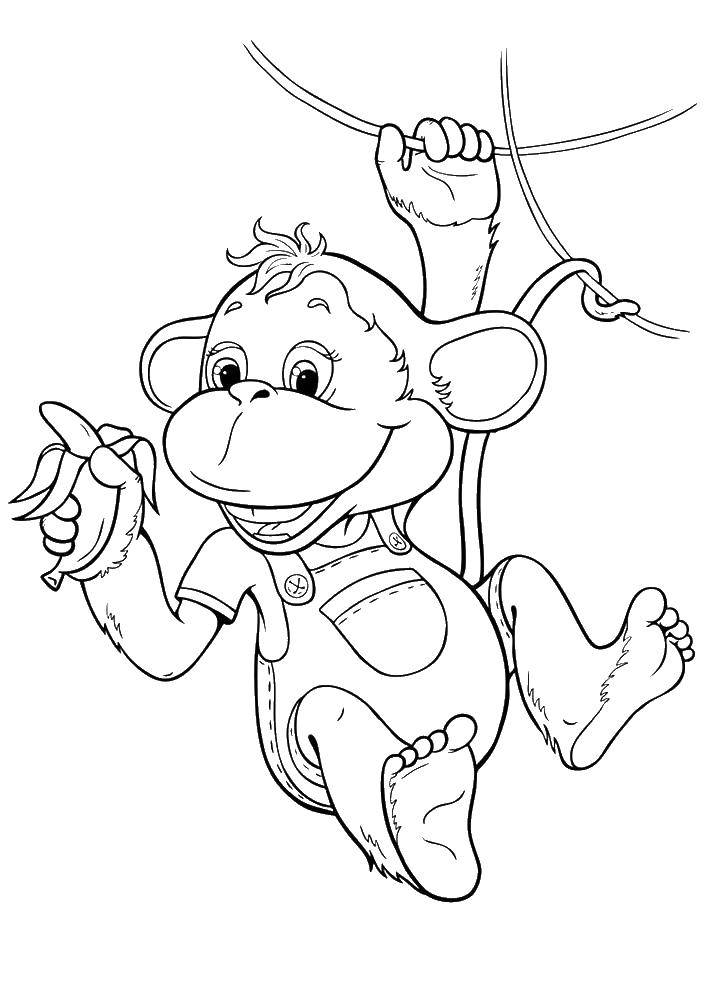 Coloring Monkey on vines. Category APE. Tags:  Animals, monkey.