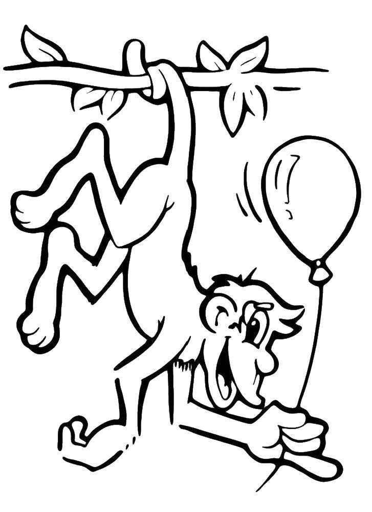 Название: Раскраска Обезьянка с шариком. Категория: обезьяна. Теги: Животные, обезьянка.