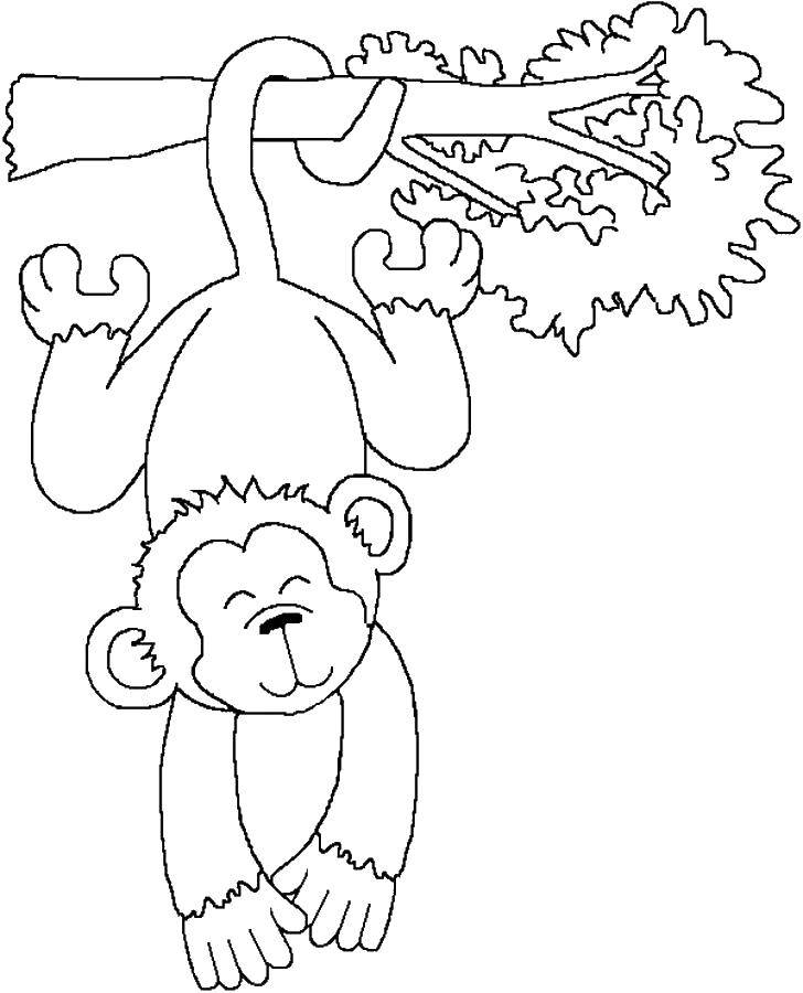 Название: Раскраска Обезьянка весит на хвосте. Категория: обезьяна. Теги: Животные, обезьянка.