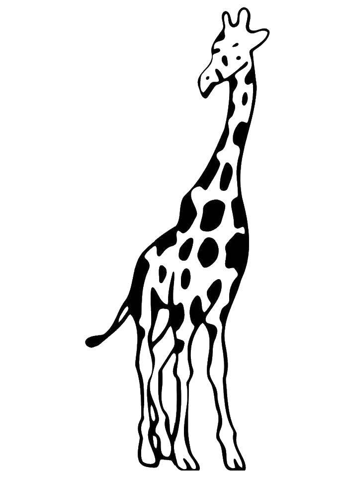 Название: Раскраска Пятнистый жирафик. Категория: жираф. Теги: Животные, жираф.