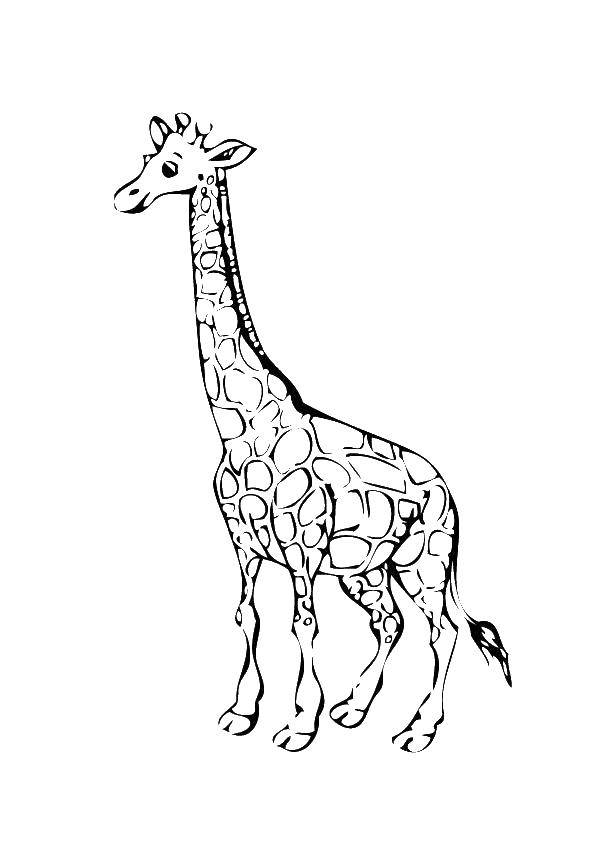 Название: Раскраска Высокий жираф. Категория: жираф. Теги: жираф, пятнышки, животные.