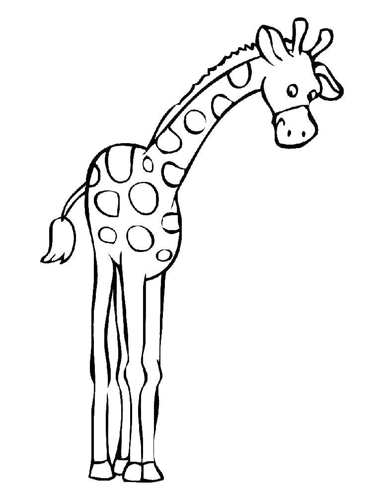 Coloring Giraffe with long legs. Category giraffe. Tags:  giraffe, animals.