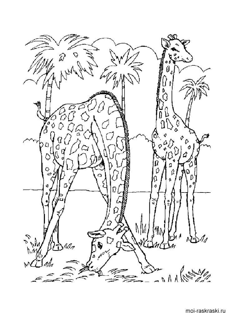 Название: Раскраска Жирафы. Категория: жираф. Теги: жирафы, пальма.