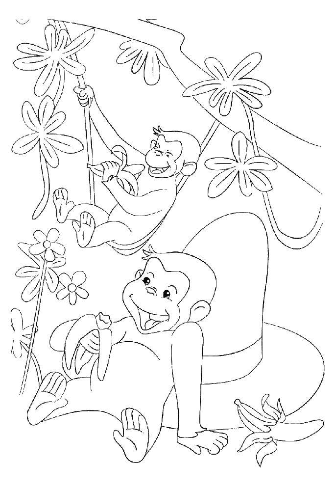 Розмальовки  Мавпи їдять банани. Завантажити розмальовку мавпа, банан.  Роздрукувати ,мавпа,