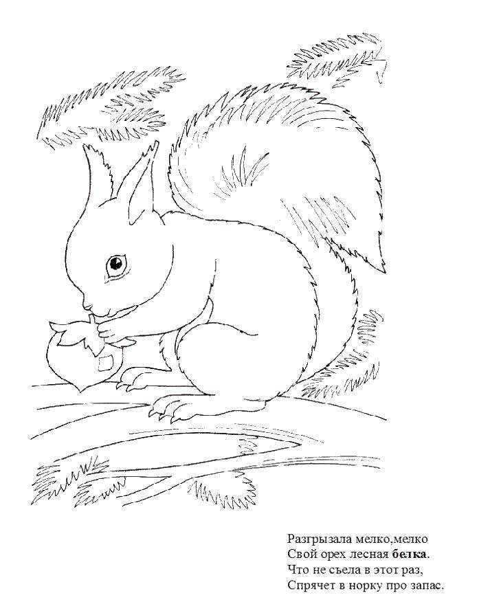 Coloring Squirrel with acorn. Category Animals. Tags:  animals, squirrel.