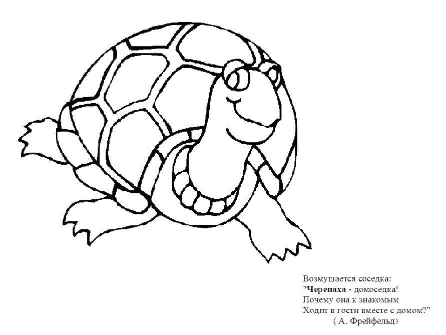 Coloring Turtle. Category turtle. Tags:  Turtle.