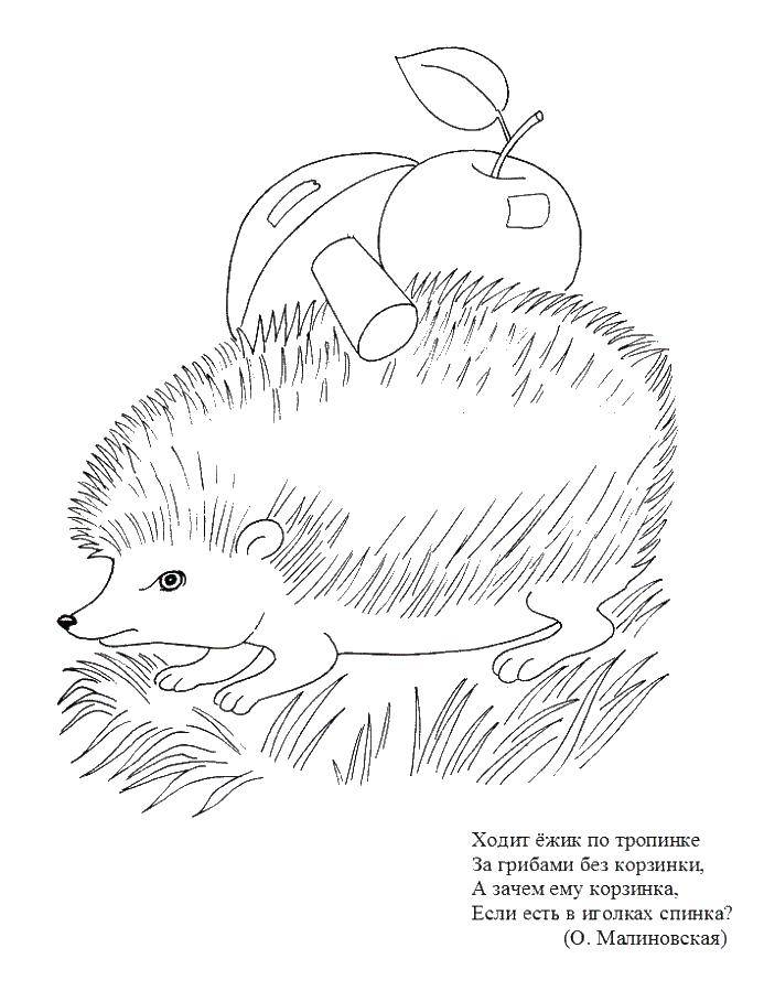 Coloring Hedgehog with gribochkami and an Apple on the back. Category Animals. Tags:  the hedgehog .