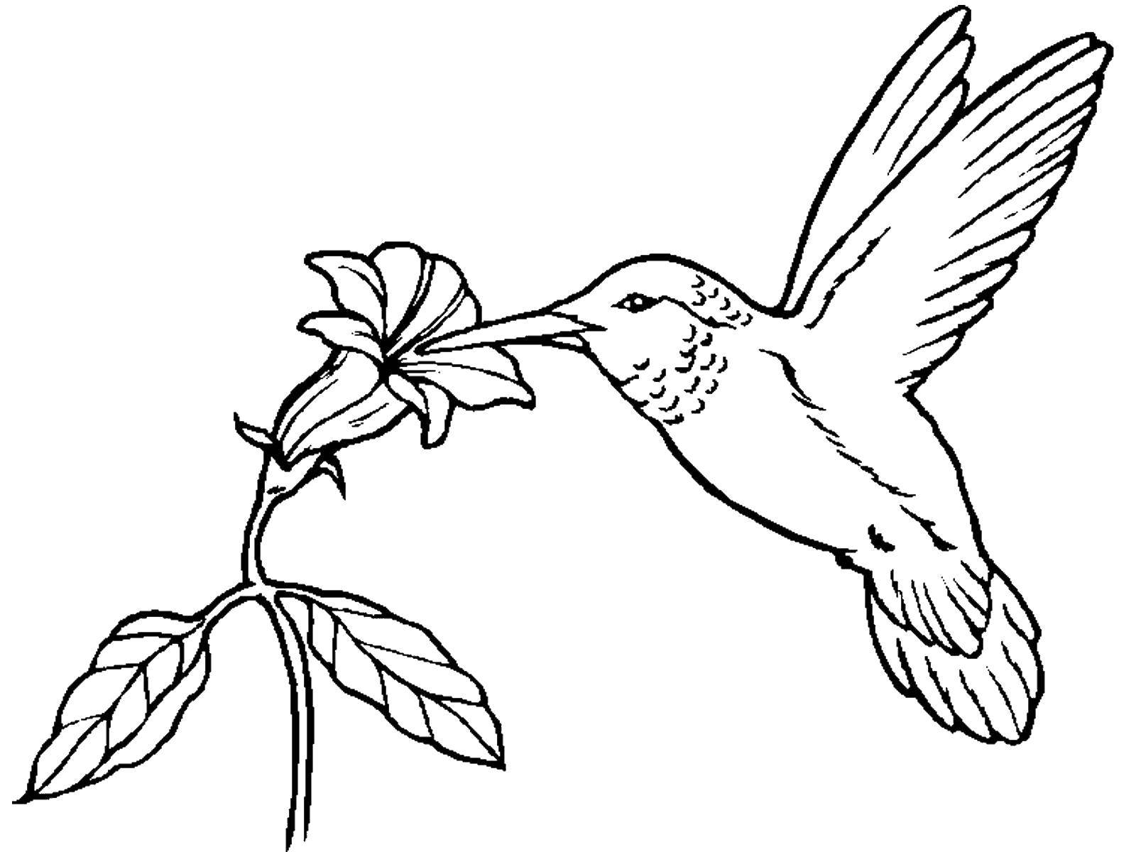 Название: Раскраска Колибри. Категория: птицы. Теги: колибри.
