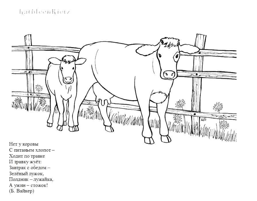 Название: Раскраска Корова и теленок. Категория: домашние животные. Теги: Корова , теленок.