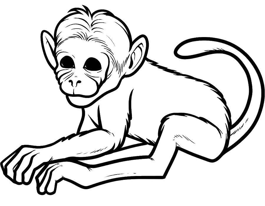 Название: Раскраска Обезьяна. Категория: Животные. Теги: животные, обезьяна, обезьянка.