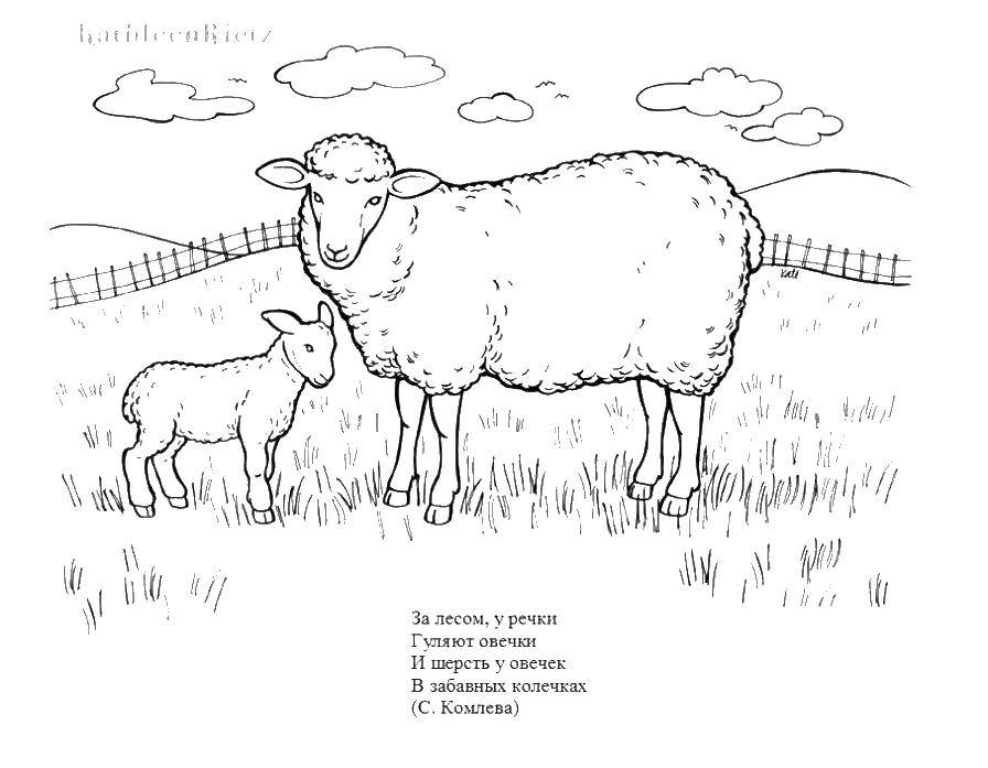 Название: Раскраска Овечка с ягненком. Категория: домашние животные. Теги: овечка, ягненок.