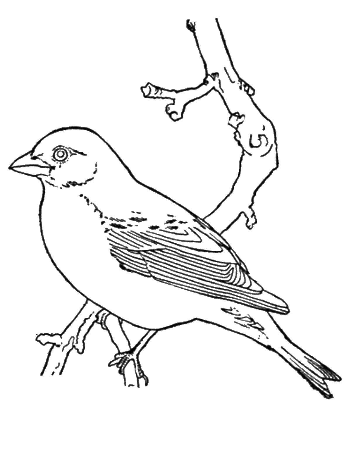 Coloring Bullfinch. Category birds. Tags:  Bullfinch, bird.