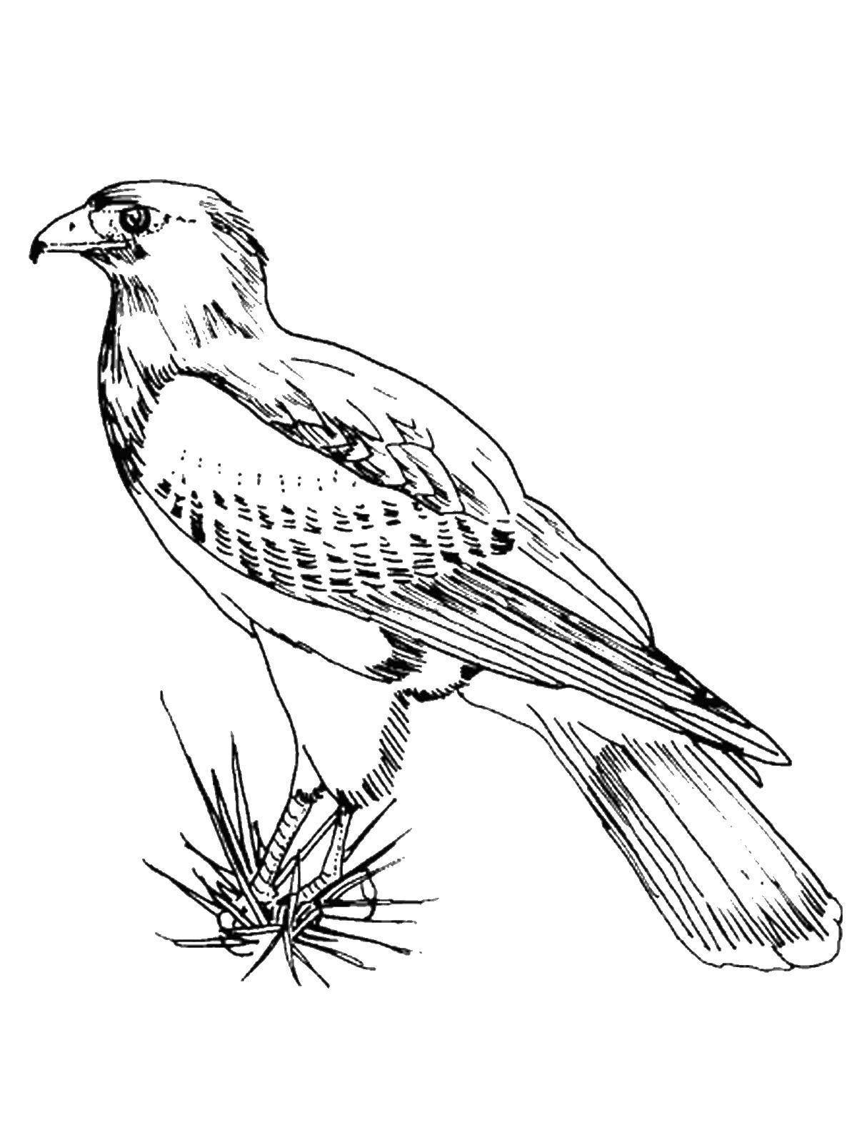 Coloring Falcon. Category birds. Tags:  , Falcon, .