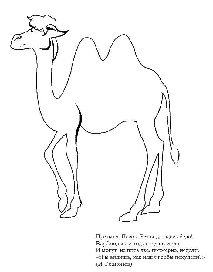 Coloring Camel. Category Animals. Tags:  Camel.