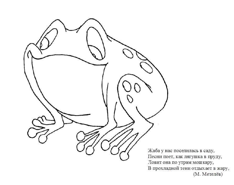 Название: Раскраска Жаба. Категория: лягушки. Теги: жаба.
