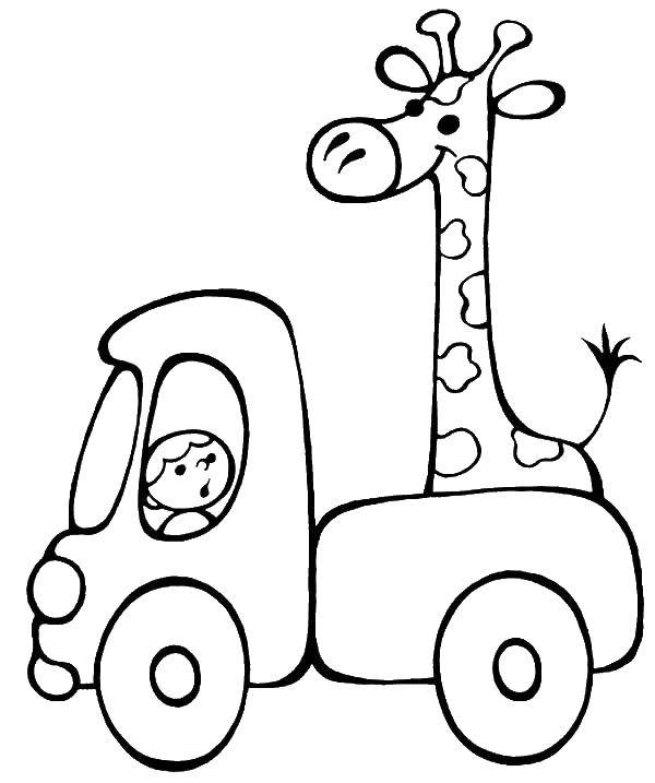 Название: Раскраска Жираф едит на грузовике. Категория: жираф. Теги: жираф, грузовик.