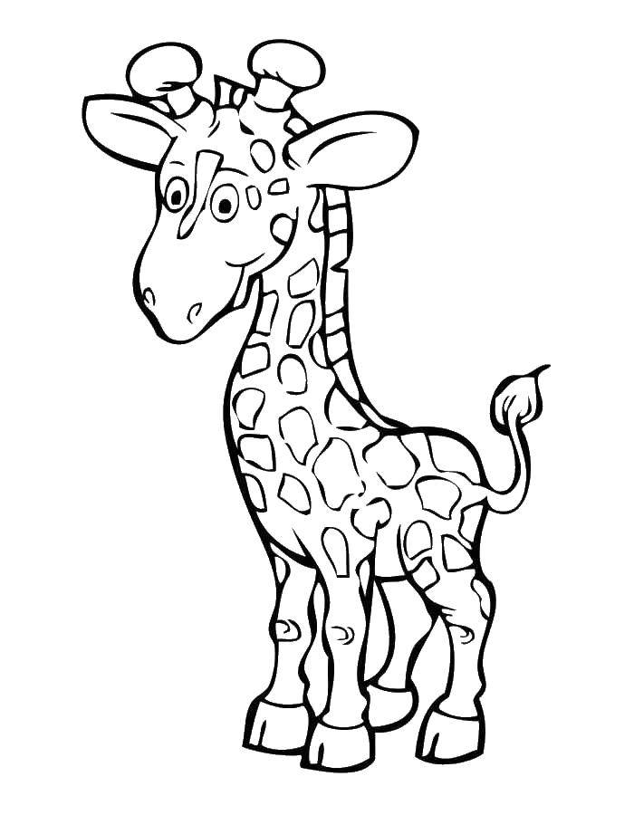 Название: Раскраска Жираф. Категория: жираф. Теги: жираф.