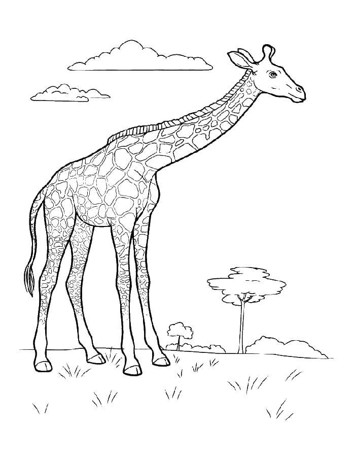 Название: Раскраска Жираф. Категория: жираф. Теги: жираф.