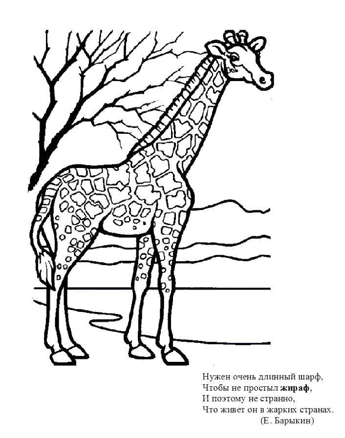 Название: Раскраска Жираф. Категория: Животные. Теги: животные, жираф.