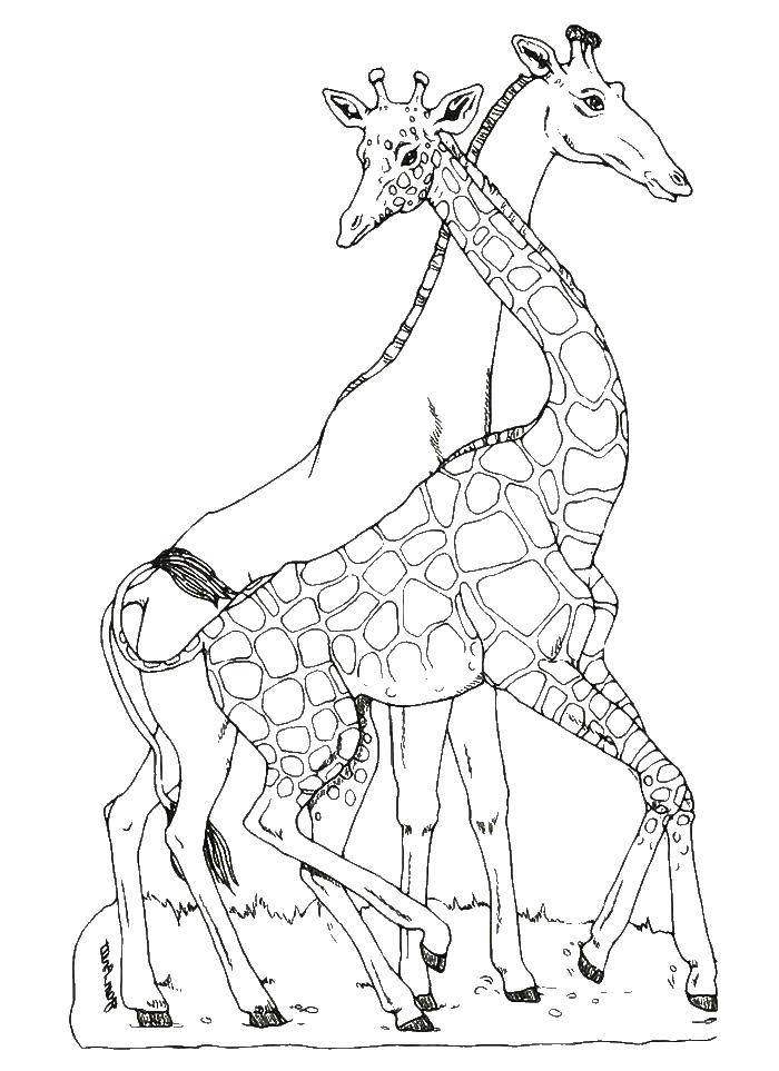 Coloring Giraffes. Category giraffe. Tags:  giraffes.