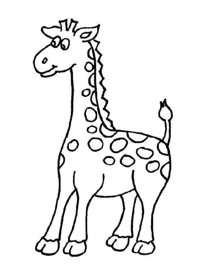 Coloring Giraffe. Category giraffe. Tags:  giraffe, palm tree.