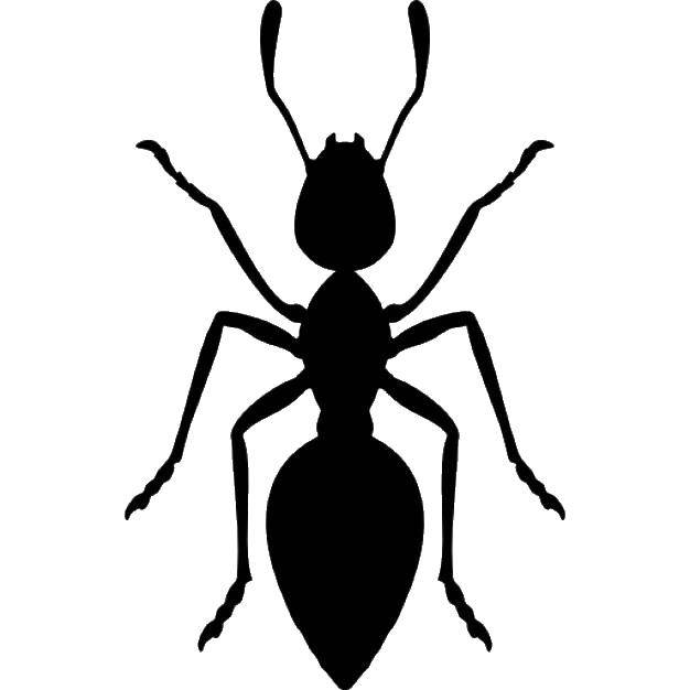 Название: Раскраска Контур муравья. Категория: Контуры насекомые. Теги: Контур.